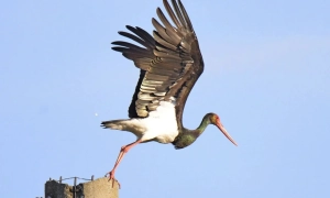 В Одесі відвідувачі застрягли на атракціоні Power Tower