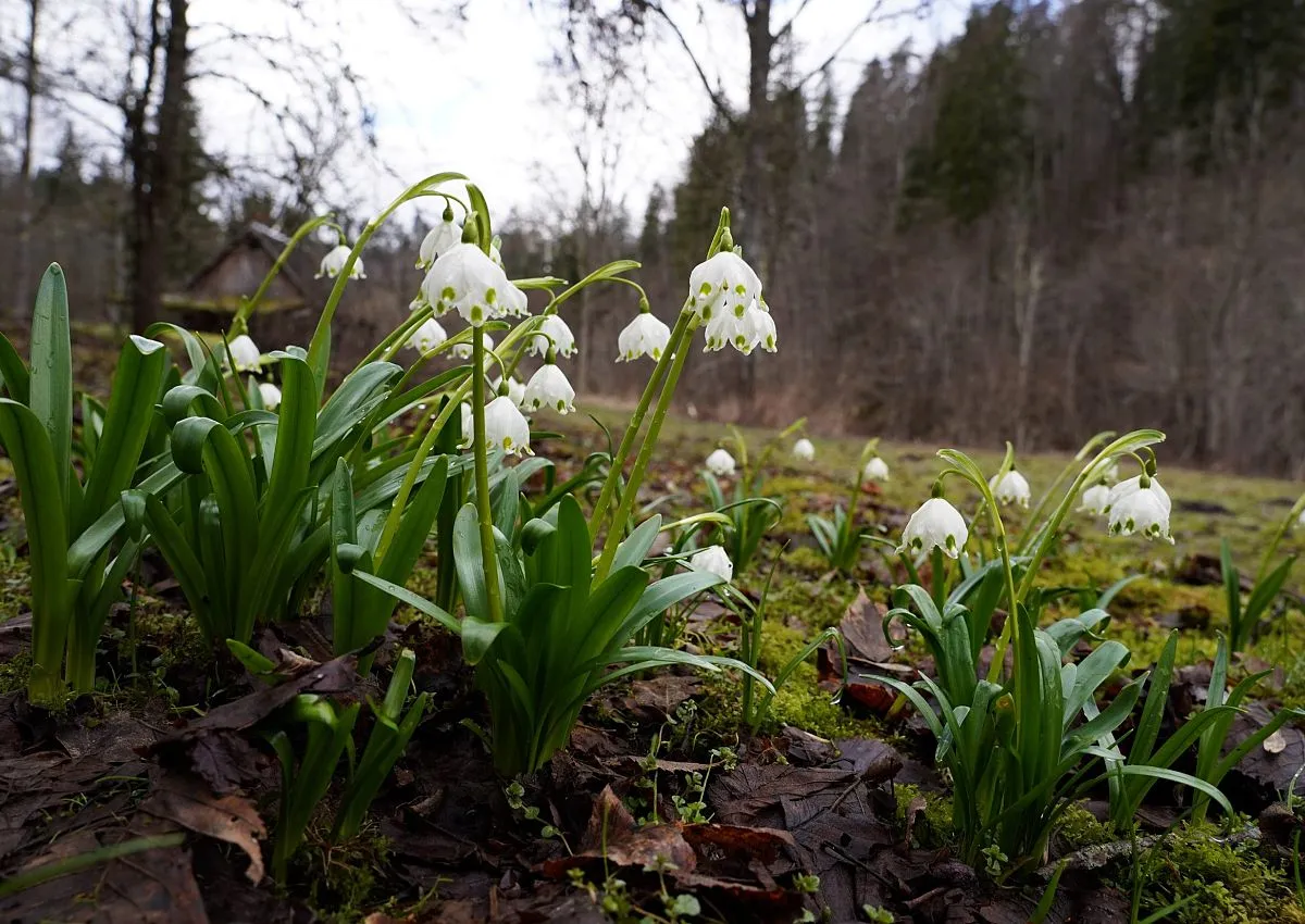 В Латвии зафиксировали самый тёплый март за всю историю наблюдений