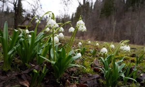 В Сенате Чехии предлагают награждать супружеские пары за верность
