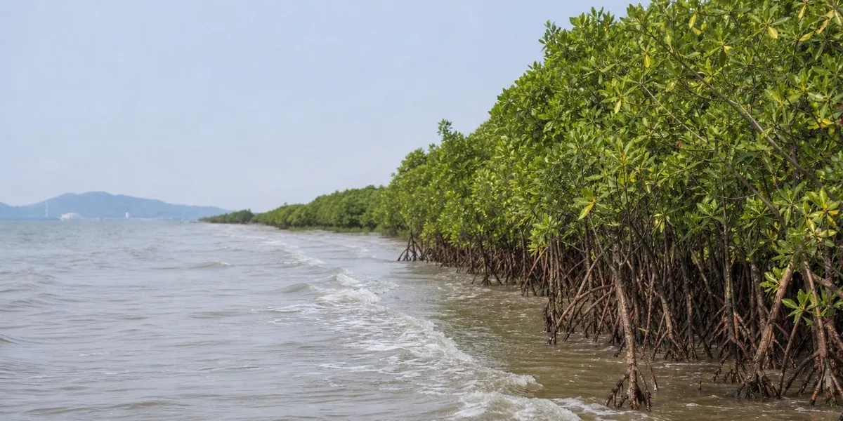 Мангровые леса в Китае ослабили штормовые волны на 44–70% — Mongabay