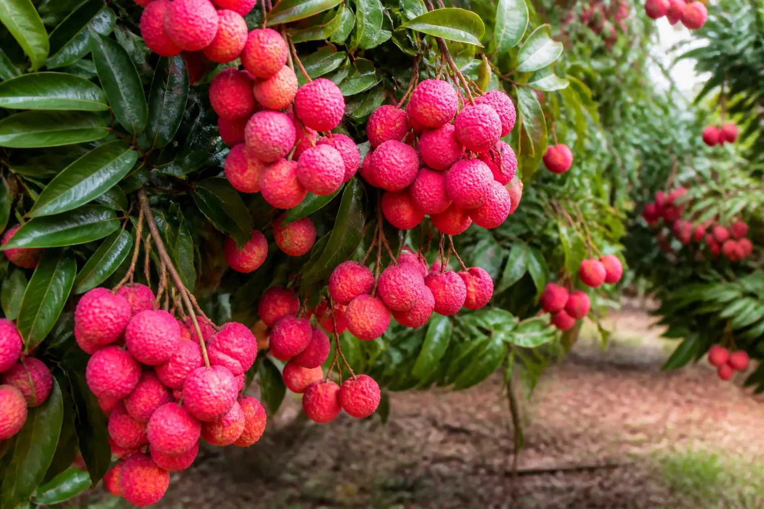 China's Maoming Sets Record for Fresh Lychee Exports