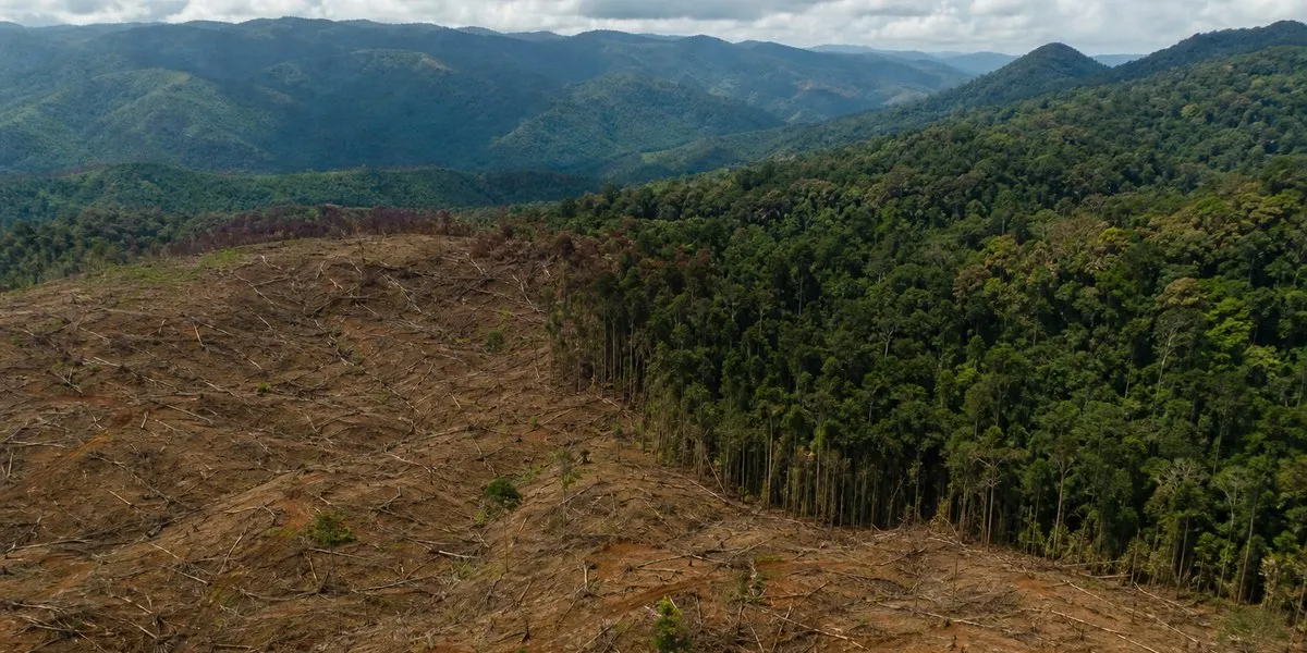 Kraje Mekongu straciły 746 tys. hektarów pokrywy drzewnej w 2025 roku — Mongabay
