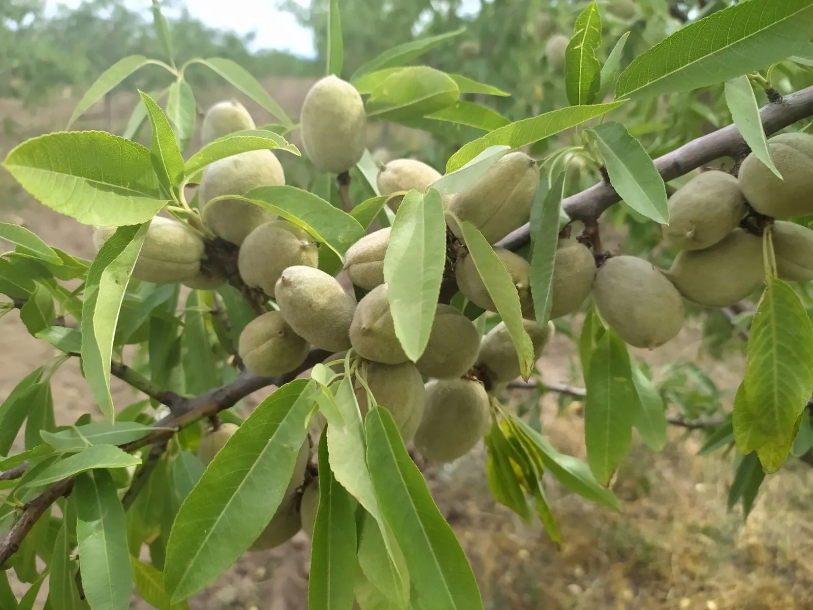 A program to grow almonds will be launched in several regions of Ukraine