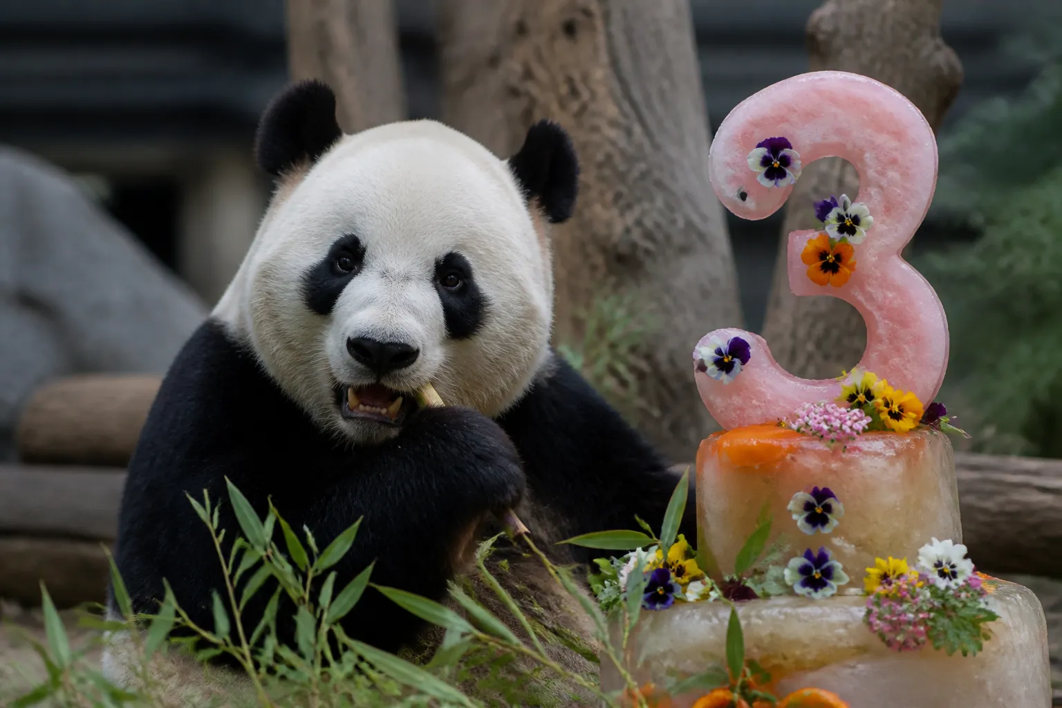 Moscow marks giant panda Katyusha’s third birthday