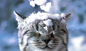 «З вами соромно поряд стояти»: Арестович заявив, що ненавидить українців