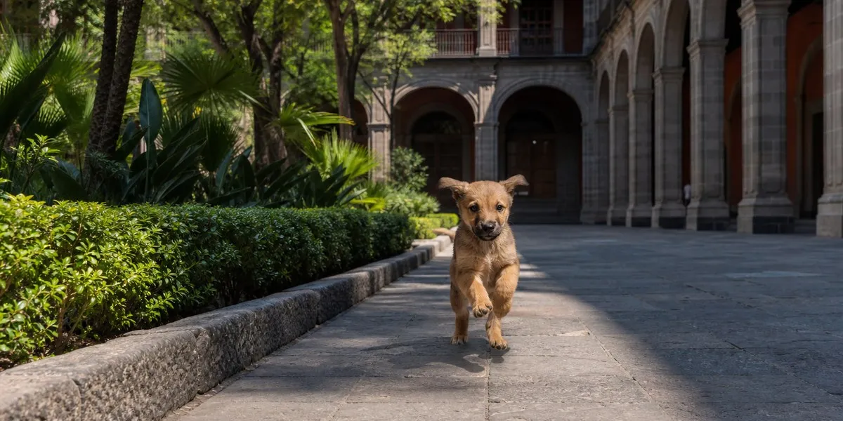 Puppy Rollo takes up residence at Mexico’s National Palace