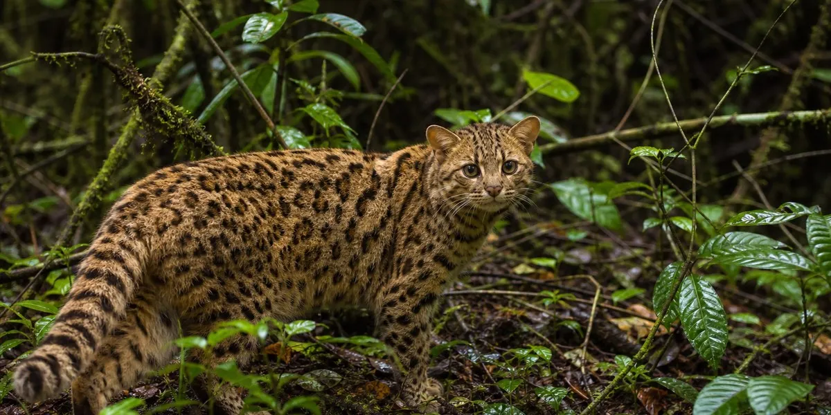 W Boliwii opisano nowy gatunek dzikiego kota Leopardus tilcayo — Asharq Al-Awsat