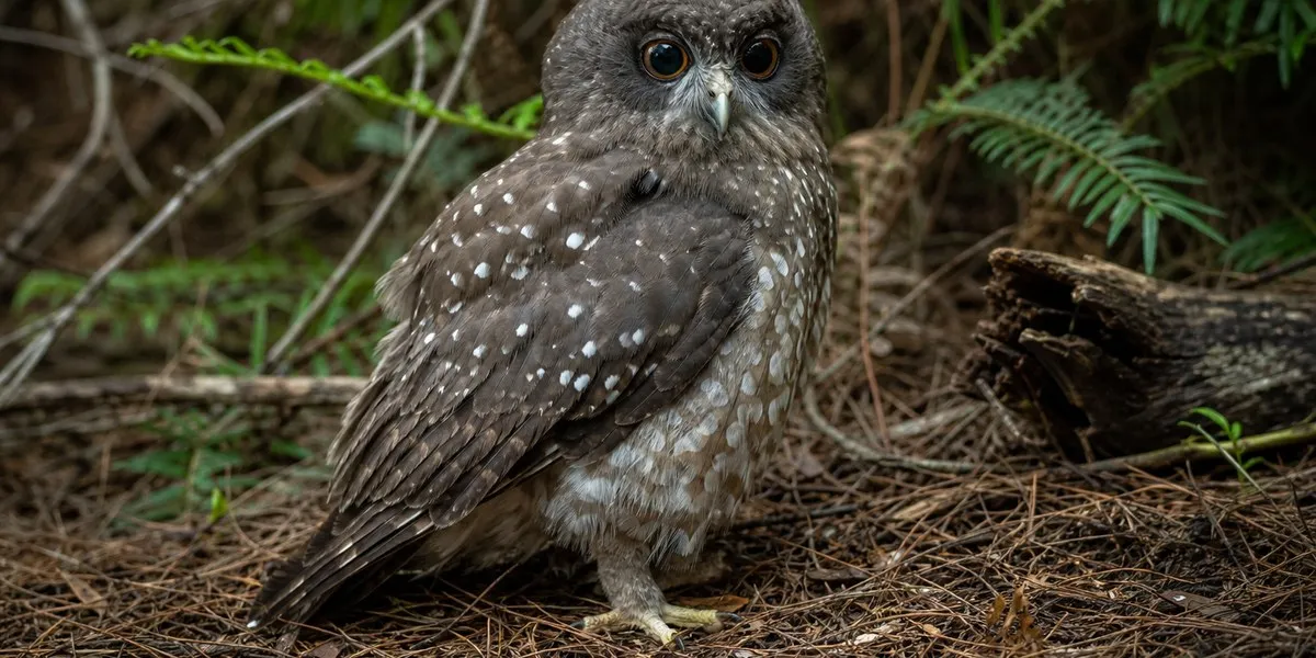 Norfolk morepork owl faces extinction due to inbreeding — ABC News Australia