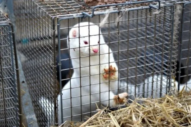 Polska wprowadziła zakaz hodowli zwierząt futerkowych