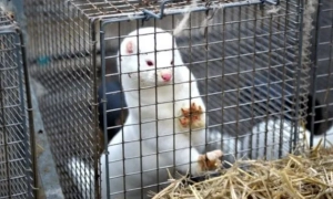 Polska wprowadziła zakaz hodowli zwierząt futerkowych