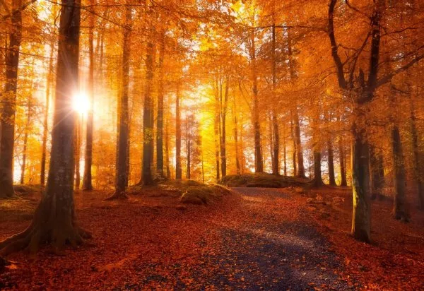 Прогноз погоди в Україні на 13-14 листопада: дощі зміняться потепління до +15°