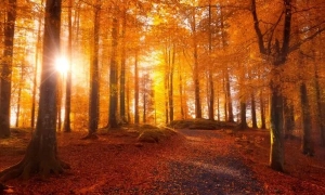 Негода знеструмила сотні населених пунктів на Львівщині 