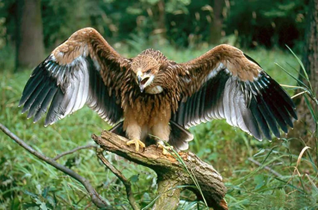 Felix the Eagle was returned home after being kidnapped while migrating