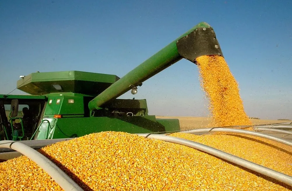 Ukrainian corn is losing ground in export markets