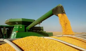 Ukrainian corn is losing ground in export markets