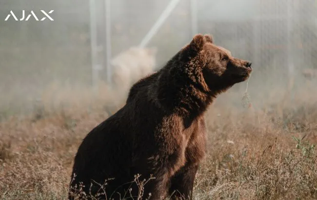 Ajax Systems has installed a video surveillance system at a bear sanctuary in the Kyiv region