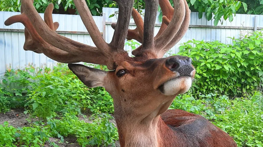 На Рівненщині постраждав у ДТП олень Борис, тварина потребує лікування