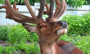 «Укрзалізниця» попереджає про масові затримки поїздів на Полтавщині