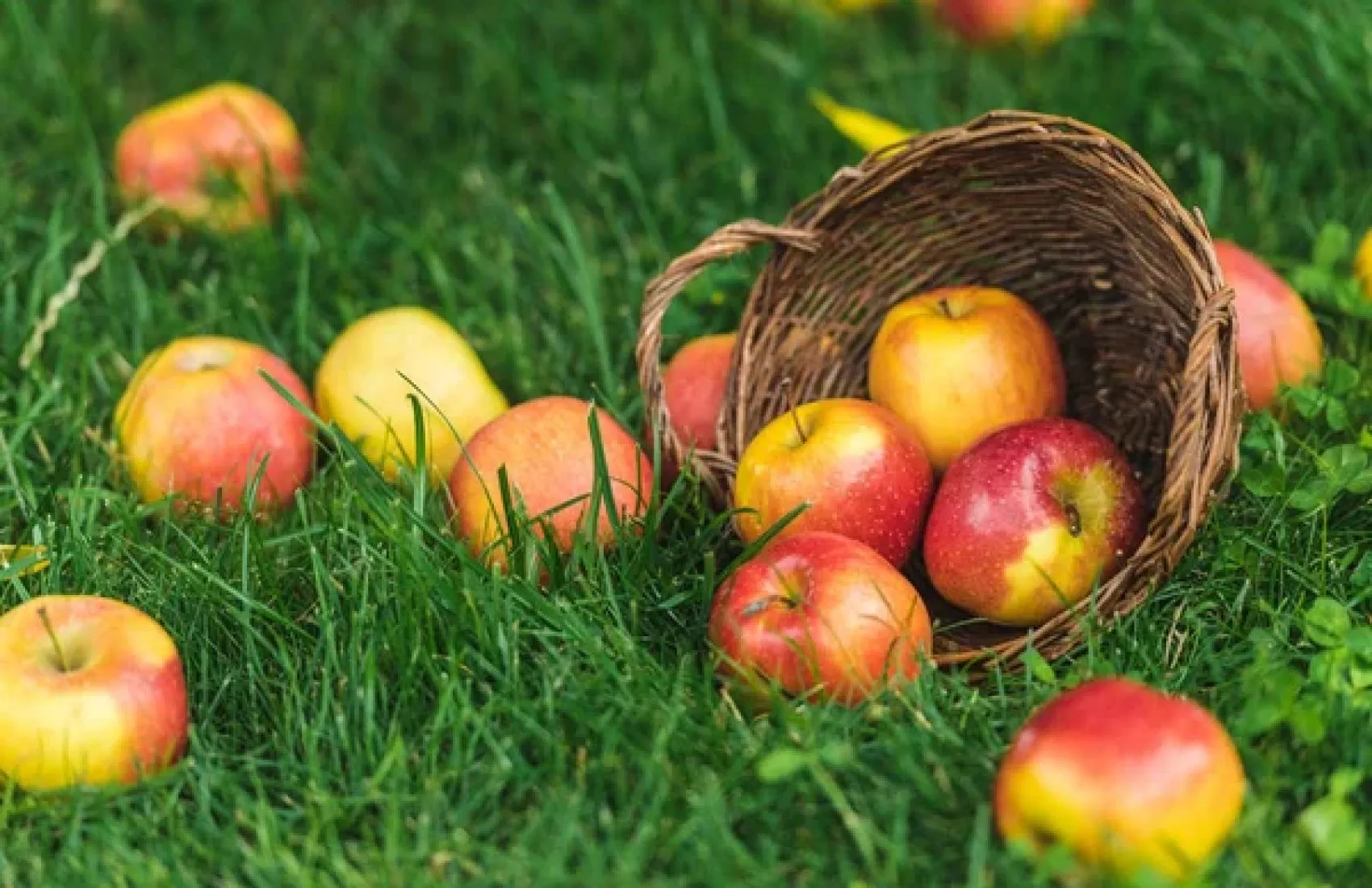 The new apple season promises a larger harvest and cheaper fruit