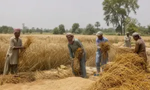 Pakistani farmers demand wheat support price of Rs5,000 — Dawn
