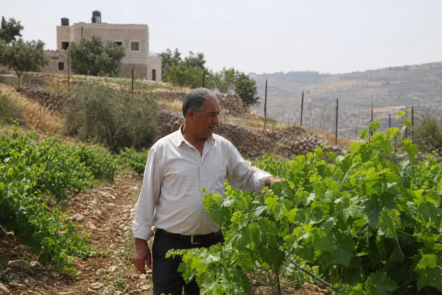 Farmers in Beit Ummar, Palestine report settler attacks