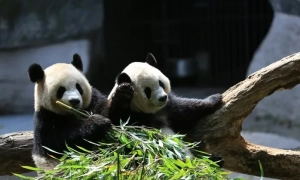 Для міцного миру в Європі Україна має стати членом НАТО – прем'єр Латвії