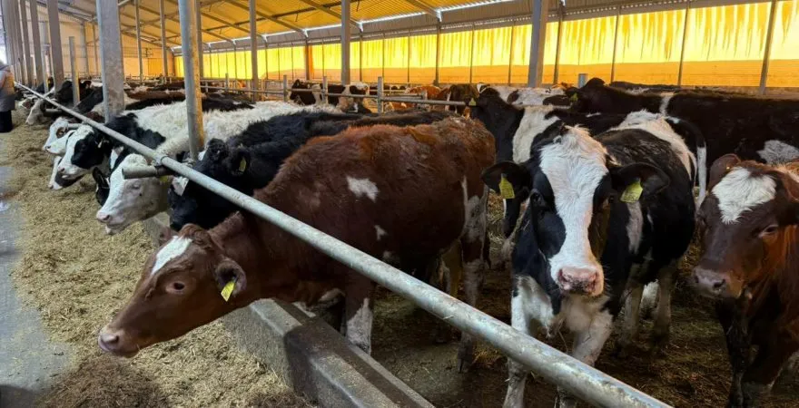 У Новосибірську ввели режим НС через спалах хвороб серед худоби