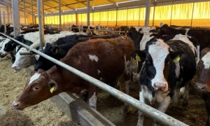 Австрія вимагає перегляду міграційних правил ЄС