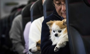 Sąd UE uznał zwierzęta domowe za „bagaż” w przypadku transportu lotniczego