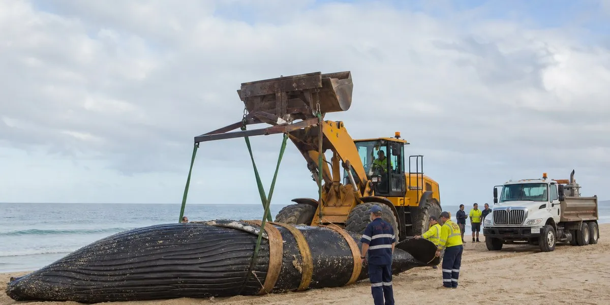 Z plaży City Beach w Perth usuwają 31-tonową tuszę humbaka — ABC News Australia