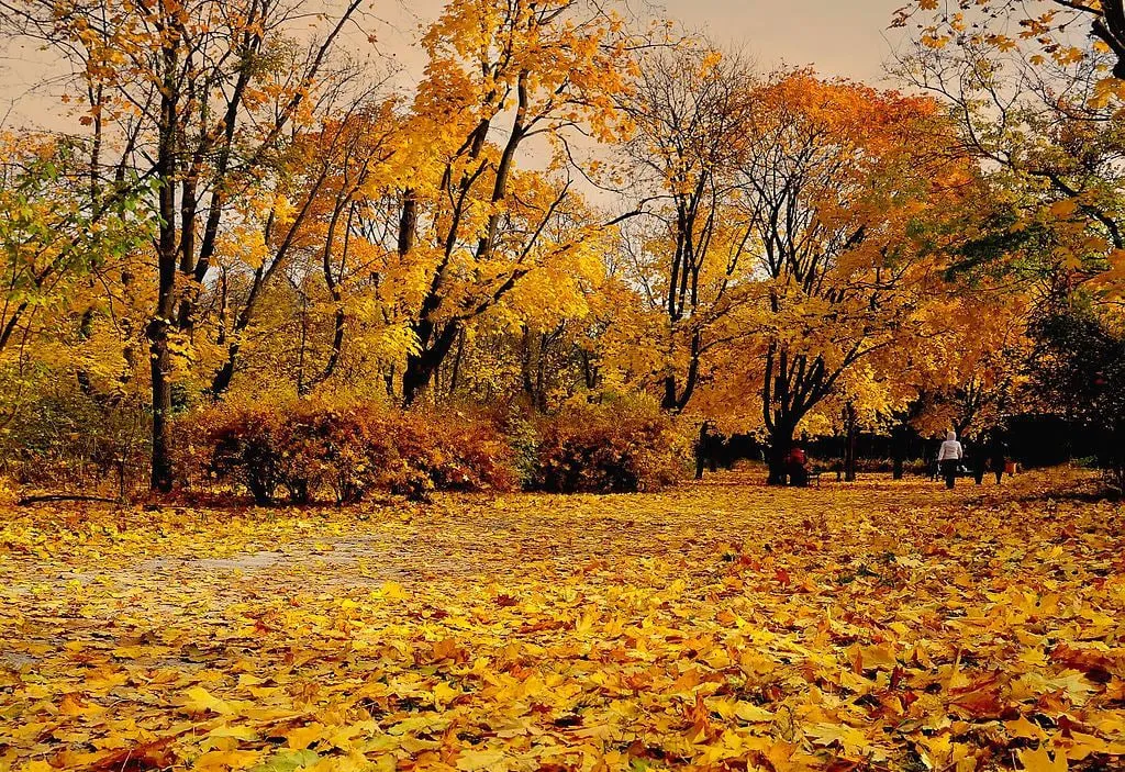 Якою буде погода в Україні у листопаді 2025 року: прогноз по регіонах Якою буде погода в Україні у листопаді 2025 року: прогноз по регіонах