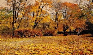 Сьогодні розпочнуться іспити з державної мови: хто і як має їх складати