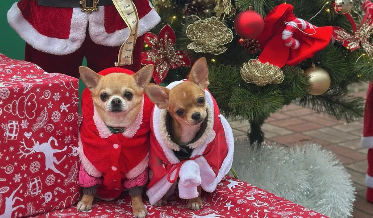 У Києві влаштують благодійний захід «Хвостате Різдво» для тварин і їхніх родин (Фото)