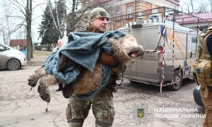 «Білі янголи» врятували покинутого алабая в небезпечному районі Дружківки