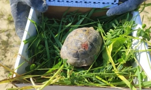 Росія готує втручання у вибори в Угорщині для підтримки Орбана, — розслідування