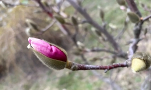 Фото: в Одесі за екс-голову ЦВК агітував цілий автобус