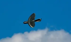 США розробляють біорозкладні двигуни для забезпечення повної скритності дронів