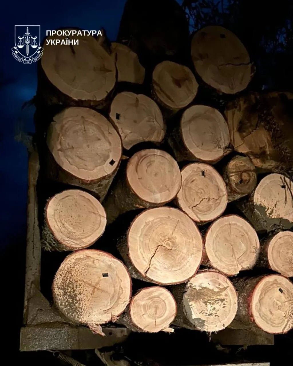 На Буковині викрито незаконну рубку в нацпарку на понад 5 мільйонів гривень