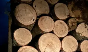 На Буковині викрито незаконну рубку в нацпарку на понад 5 мільйонів гривень