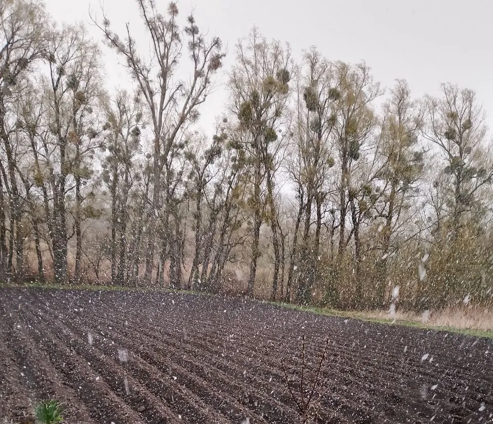 Морозы и мокрый снег: синоптик предупредила об ухудшении погоды 29 апреля