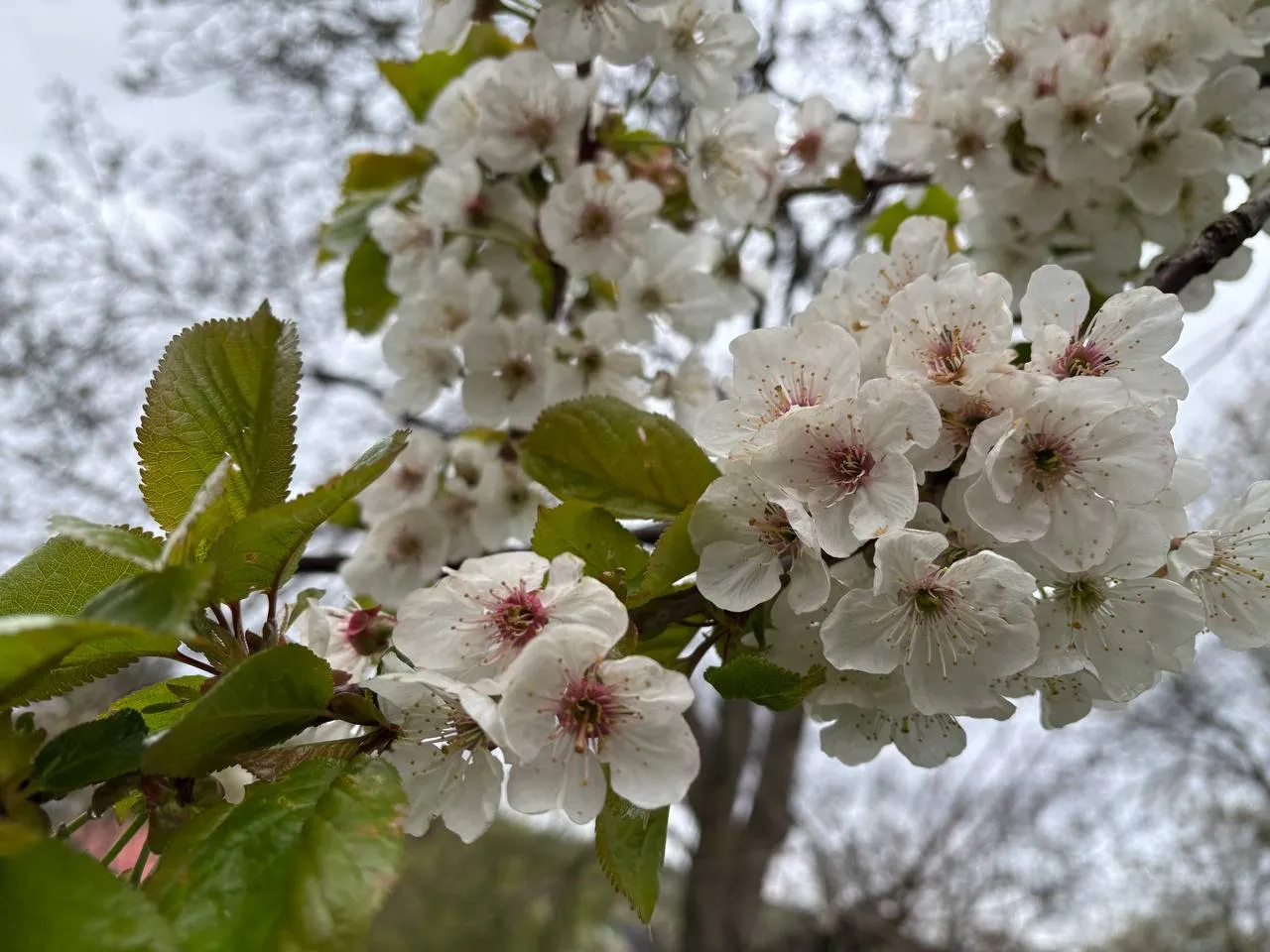 Warm weather is returning to Ukraine starting May 3