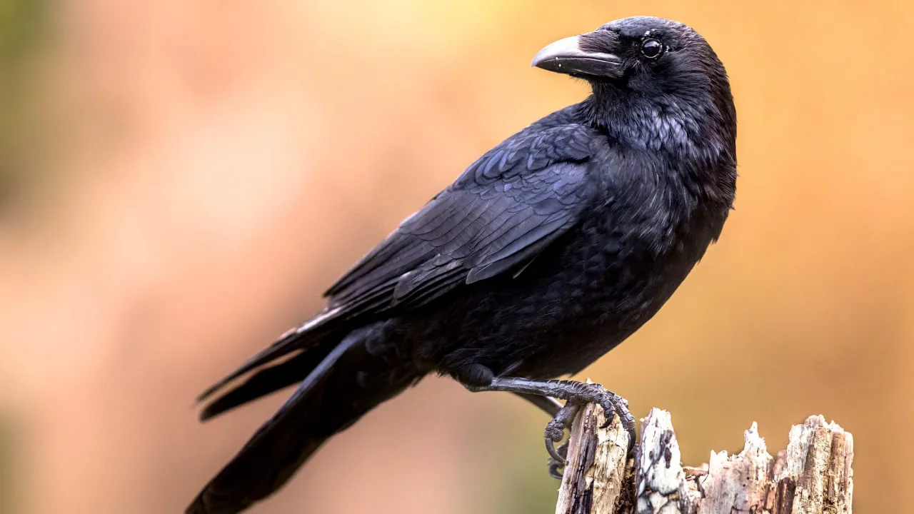 Sweden has denied reports of a project involving crows that were supposed to clean up cigarette butts