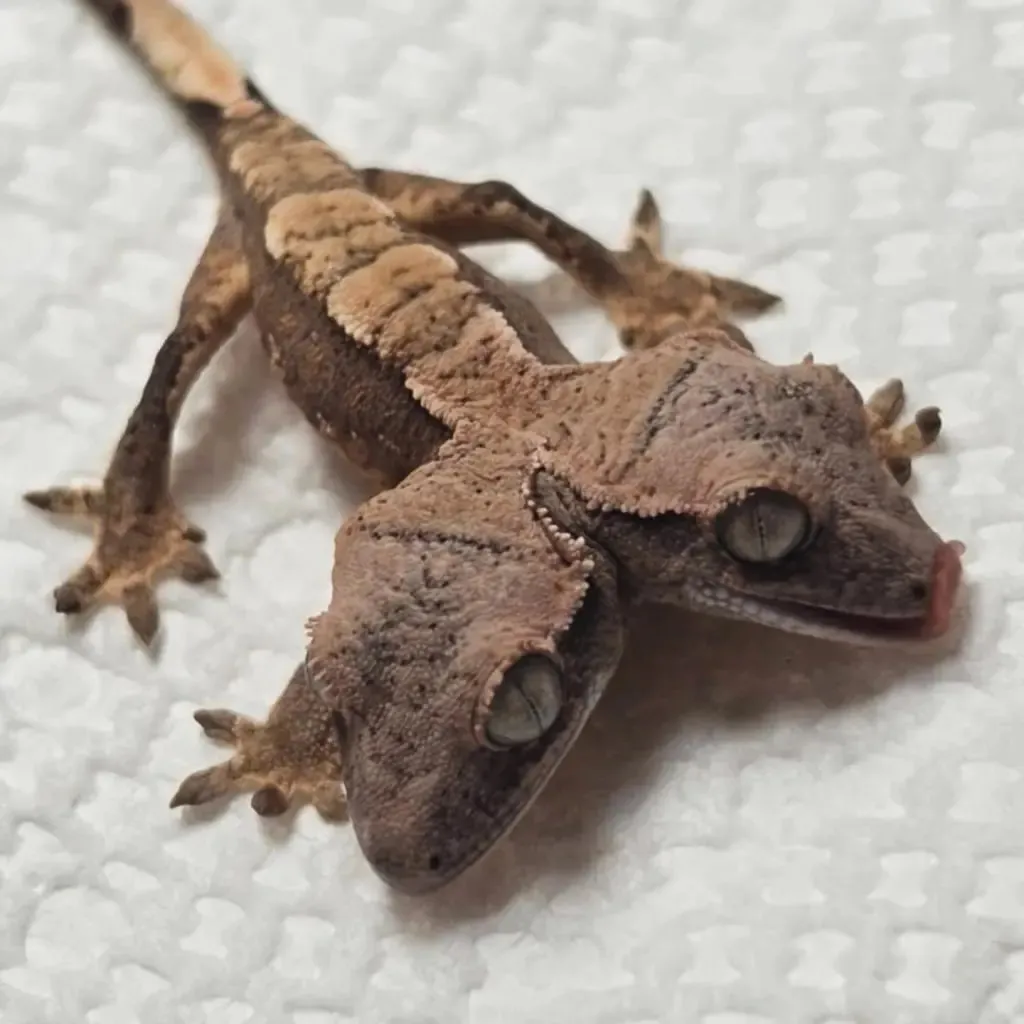 Video: A rare two-headed gecko hatchling was born in the U.S. and is defying the odds