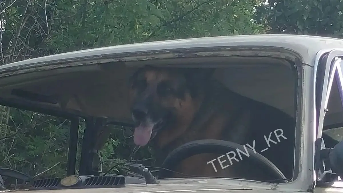 Photo: In Kryvyi Rih, a driver put a dog behind the wheel to avoid liability for a traffic accident