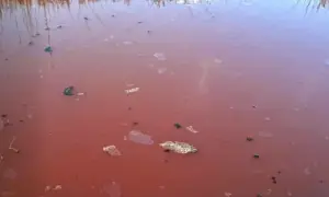Фото: у Кривому Розі водій посадив за кермо пса, щоб уникнути відповідальності за ДТП