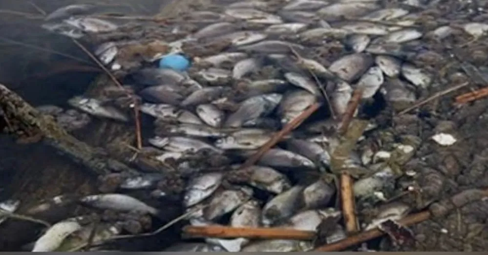 Police have opened an investigation into the mass fish kill in the Zbruch River