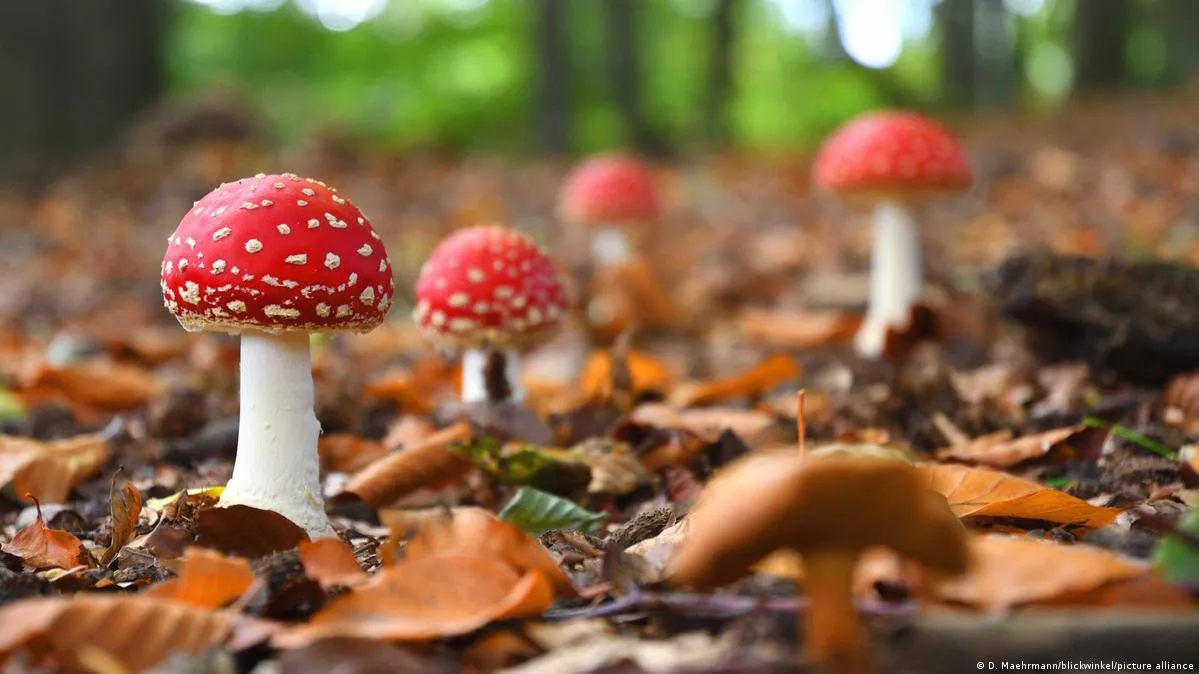 The first case of mushroom poisoning has been reported in the Irpin community