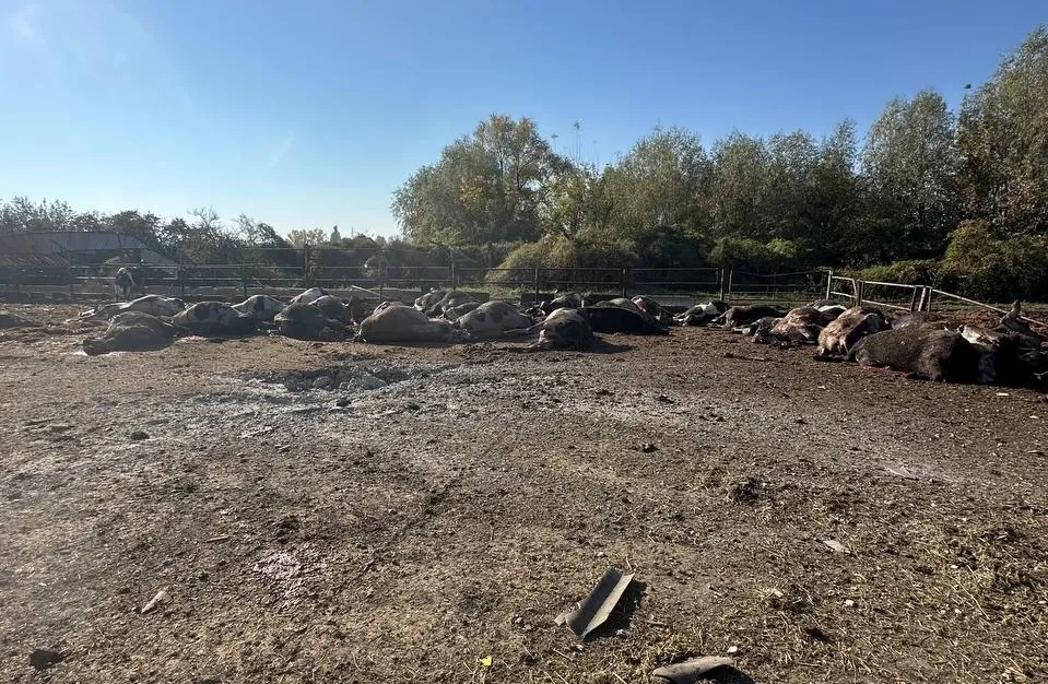Видео: Удар России по ферме в Харьковской области привел к гибели более 30 коров