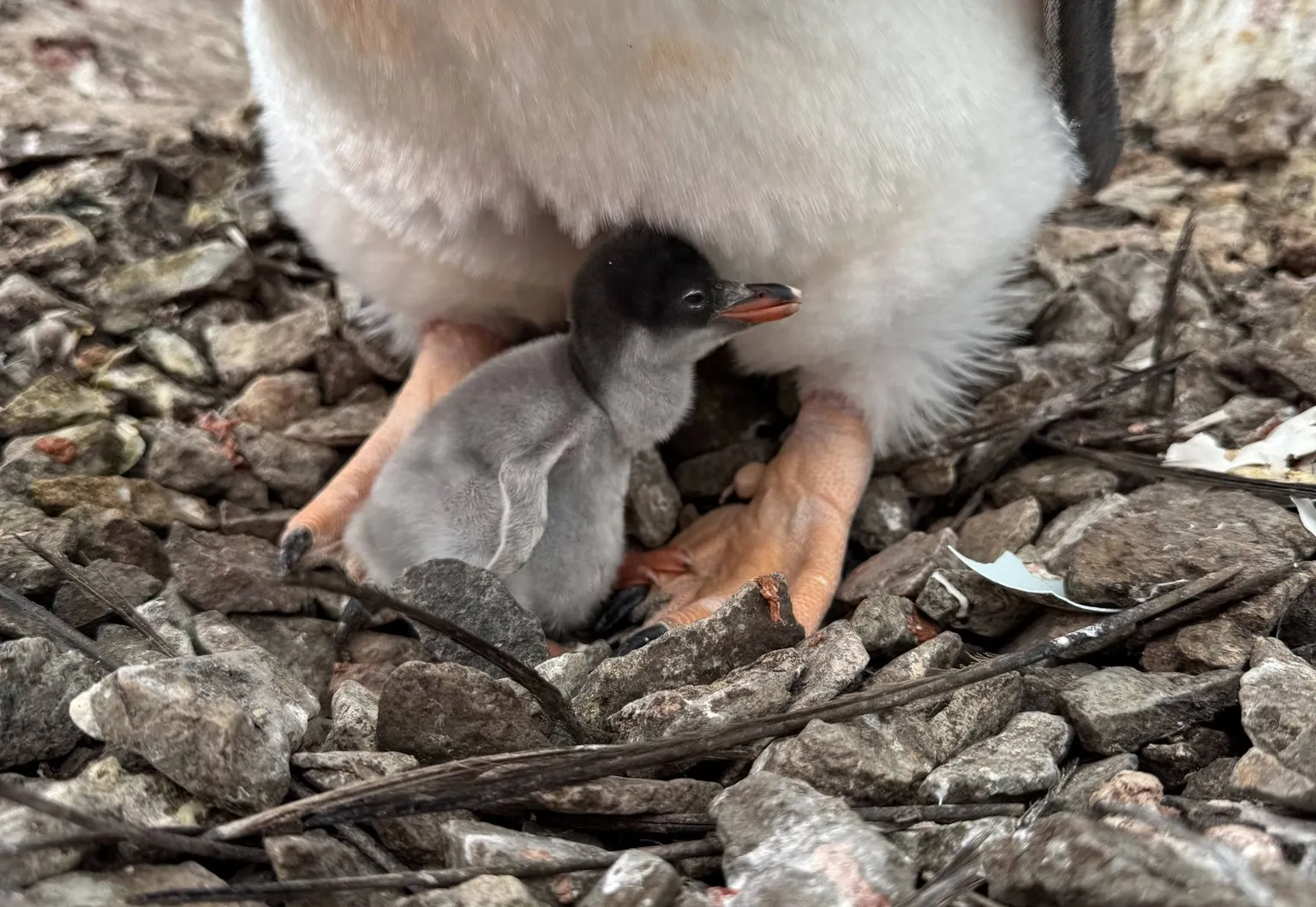 Фото: на українській станції «Академік Вернадський» народилося перше пінгвінятко сезону