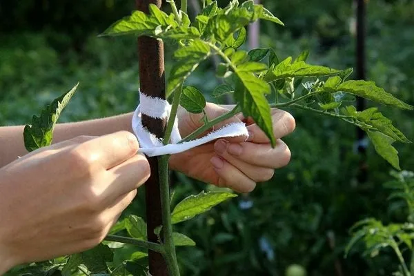Kalendarz ogrodnika na okres od 27 lipca do 2 sierpnia: pielęgnacja, nawożenie i ponowne wysiewy
